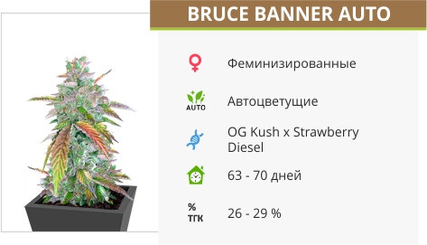 Сорт каннабиса Bruce Banner Auto Bruce Banner auto от Cali Buds Seeds