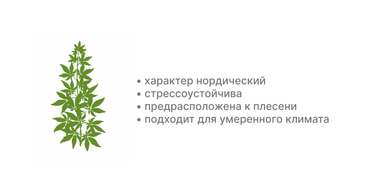 Индика в аутдоре Особенности конопли индики