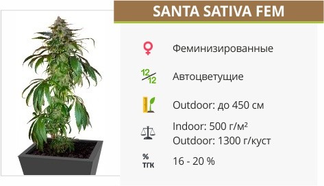 Сорт конопли Santa Sativa Santa Sativa fem от Dinafem Seeds
