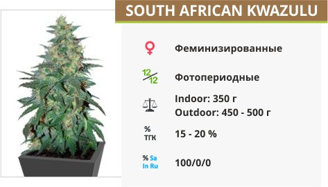 Сорт конопли South African Kwazulu South African Kwazulu fem от World of Seeds