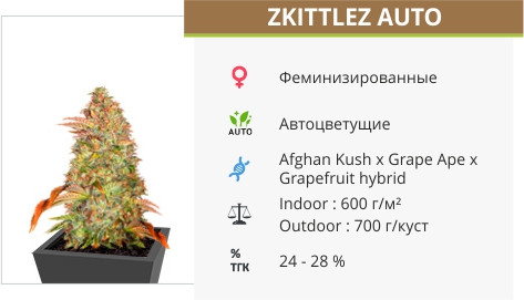 Сорт марихуаны Zkittlez Auto Zkittlez Auto от Cali Buds Seeds