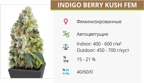 Indigo Berry Kush fem от Sweet Seeds