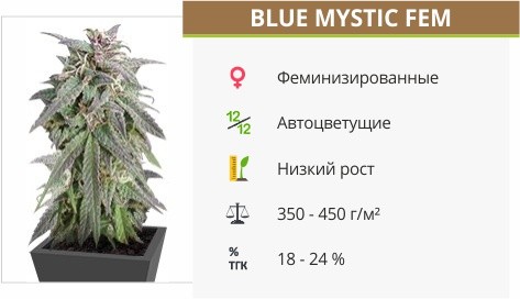 Blue Mystic fem от Royal Queen Seeds