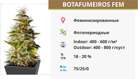 Сорт конопли Botafumeiros Botafumeiros fem