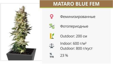 Сорт конопли Mataro Blue Mataro Blue fem (Kannabia Seeds)
