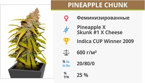 Сорт конопли Pineapple Chunk Pineapple Chunk