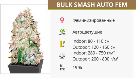 Bulk Smash Auto fem от Dr. Krippling Seeds