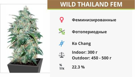 Сорт конопли Wild Thailand Wild Thailand fem от World of Seeds