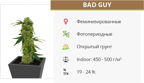 Семена конопли Bad Guy Bad Guy fem от UKHTA420
