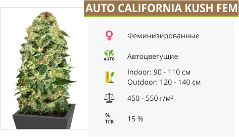 Сорт марихуаны Auto California Kush Auto California Kush от 00 Seeds