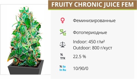 Сорт конопли Fruity Chronic Jice Fruity Chronic Jice fem от Delicious Seeds