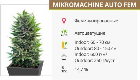Сорт конопли Mikromachine Auto Mikromachine Auto (Kannabia Seeds)