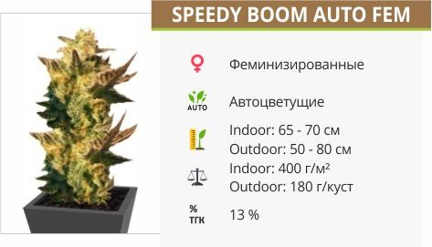 Сорт конопли Speedy Boom Auto Speedy Boom Auto (Kannabia Seeds)