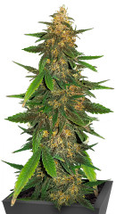 Blackberry Moonrocks Auto fem (AlphaFem Seeds)
