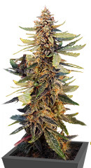 Guava Auto fem (FastBuds)