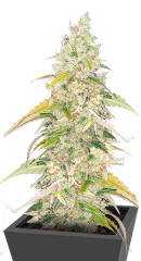 Original Jack Herer Auto fem (FastBuds)