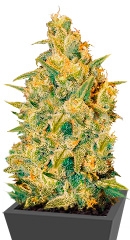 Critical Sensi Star fem (Delicious Seeds)