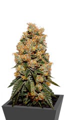 HulkBerry fem (RQS)