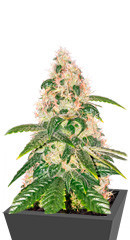 Amnesia Haze fem (Anaconda Seeds)