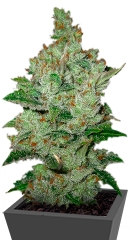 Super Lemon Haze fem (GHS)