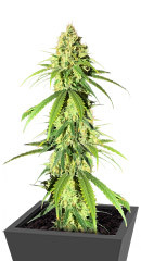 Vitality fem (AlphaFem Seeds)