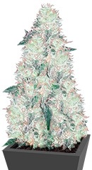Incredible Bulk fem (Dr. Krippling Seeds)