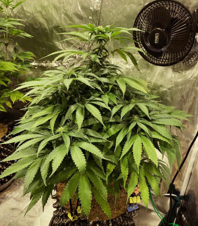 Gorilla Glue #4 fem (Original Sensible Seeds) семена конопли