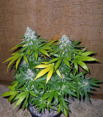 8 Ball Kush fem семена конопли