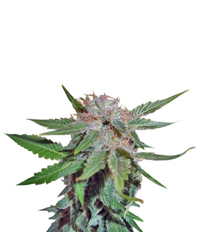 Royal Cheese (Fast Flowering) fem семена конопли