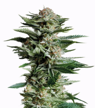 Patagonia fem (Trikoma Seeds) семена конопли