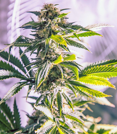 White Widow fem (Dutch Passion) семена конопли