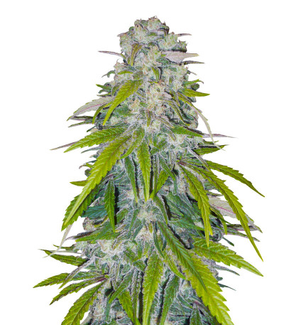 Indica Mix fem (Herbies Seeds) микс семян конопли