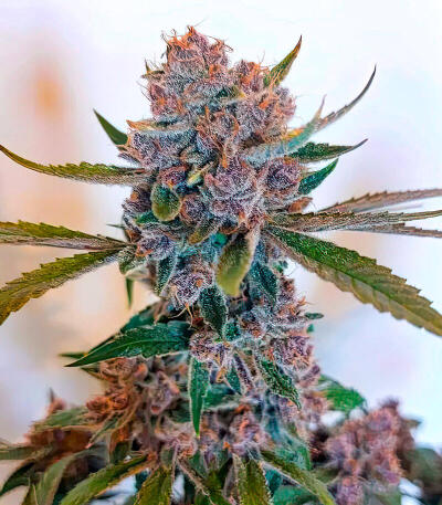 Frostbanger Auto F4 fem (FastBuds) семена конопли