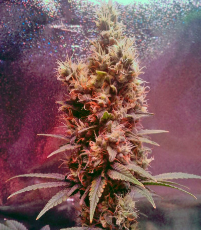 Yumbolt 47 fem (World of Seeds) семена конопли