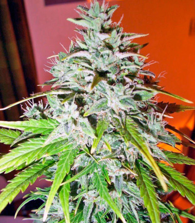Himalaya Gold fem (Green House Seeds) семена конопли