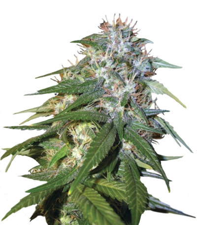 Sour Cream fem (DNA Genetics) семена конопли