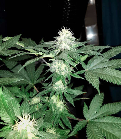 NHL Diesel fem (Victory Seeds) семена конопли