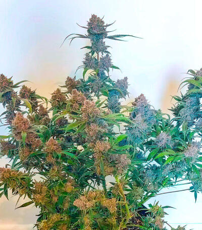 Frostbanger Auto F4 fem (FastBuds) семена конопли