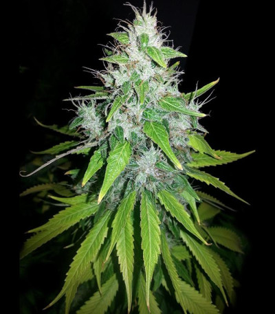 8 Ball Kush fem семена конопли