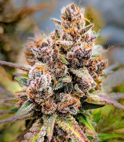 Frostbanger Auto F4 fem (FastBuds) семена конопли