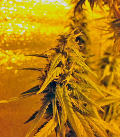 Hawaiian Snow fem (Green House Seeds) семена конопли