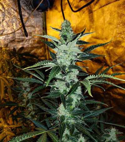 Auto American Pie fem (Pyramid Seeds) семена конопли