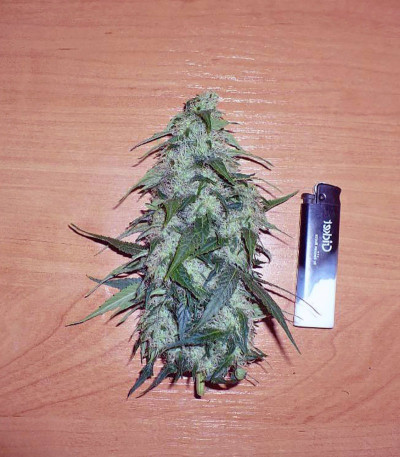Himalaya Gold fem (Green House Seeds) семена конопли