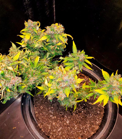 Critical XXL Auto fem (Herbies Seeds) семена конопли