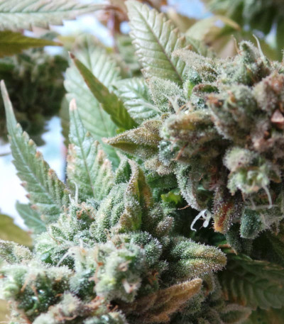 ICE fem (Female Seeds) семена конопли