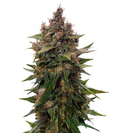 Frostbanger Auto F4 fem (FastBuds) семена конопли