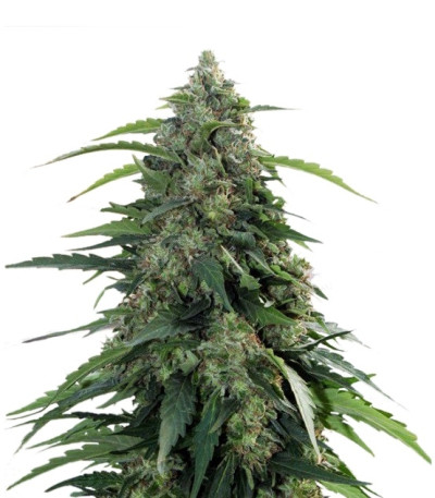 Buddha Syrup auto fem семена конопли