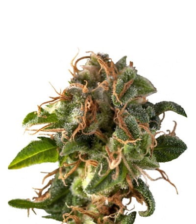 Auto Fresh Candy fem (Pyramid Seeds) семена конопли
