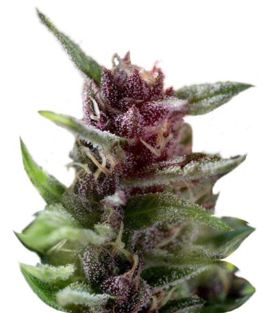 Купить семена конопли Shaman regular шишки