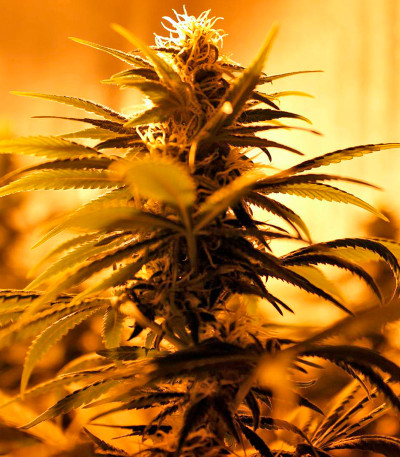 Royale Haze fem (Dinafem Seeds) семена конопли